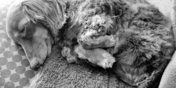 Senior Dog Joint Pain Relief: 7 Strategies for Better Mobility - Cover Image