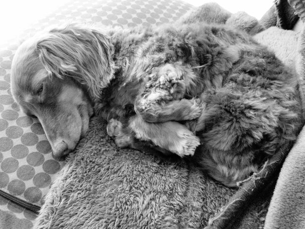 Senior Dog Joint Pain Relief: 7 Strategies for Better Mobility