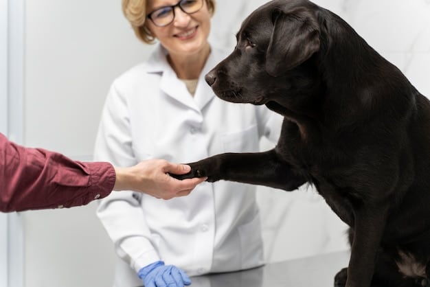 A veterinarian gently examining the hind leg of a senior Labrador Retriever on an examination table. The dog appears calm and cooperative, with the veterinarian's hands carefully palpating the joint area.