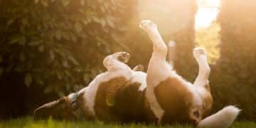 Is Your Dog Getting Enough Omega-3s? 2025 Coat Health Guide - Cover Image