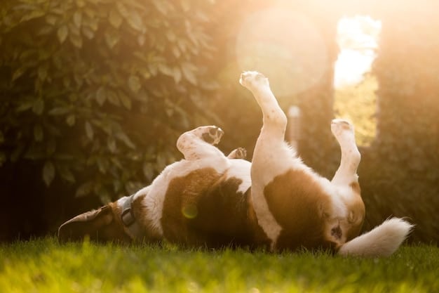 Is Your Dog Getting Enough Omega-3s? 2025 Coat Health Guide