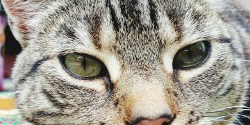 Decoding Your Cat's Body Language: A Visual Guide - Cover Image