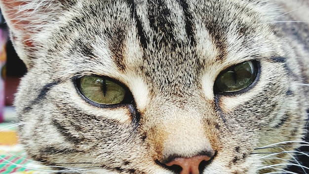 Decoding Your Cat’s Body Language: A Visual Guide