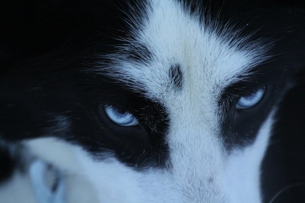 A close-up shot of a cat's face, showing its eyes wide open with dilated pupils. The cat's ears are slightly tilted forward, indicating alertness. The lighting is soft and natural, highlighting the cat's expressive features.