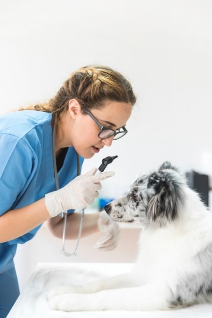 A veterinarian performing a dental cleaning on a calm dog using specialized tools. The dog is lying comfortably, and the focus is on the vet's hands and the dental instruments.