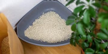 3 Litter Box Signs Your Cat Needs a Vet & How to Help - Cover Image