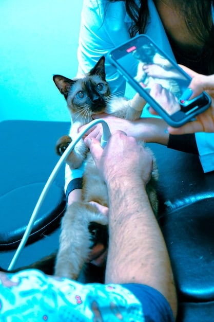 A vet examining a cat, the cat is on the examination table, with the vet gently palpating the cat's abdomen. The lighting is bright and clinical, focused on the vet's hands and the cat's midsection.