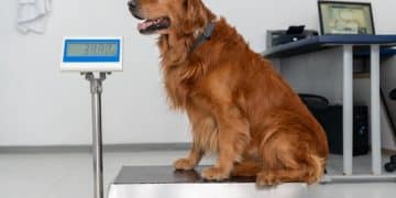 Is Your Pet Overweight? A Guide to Calculating Ideal Weight & Nutrition - Cover Image