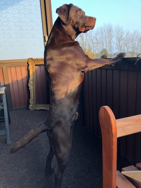 A split image showing a lean, healthy-looking Labrador Retriever on one side and an overweight Labrador Retriever on the other. The image highlights the visual differences in body shape, emphasizing the waistline and abdominal tuck.