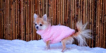 Winter Pet Care: 6 Tips to Keep Your Pet Safe and Warm - Cover Image