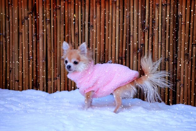 Winter Pet Care: 6 Tips to Keep Your Pet Safe and Warm