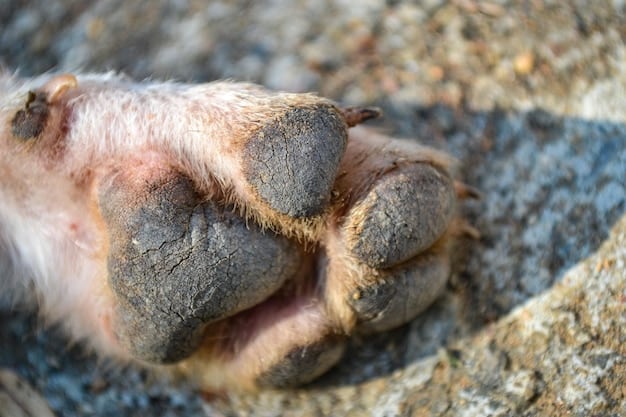 A close-up of a dog's paws covered in rock salt, with a irritated skin, with a blurred background showing a snowy sidewalk. The focus is on the salt crystals and the dog's paws, highlighting the potential discomfort and irritation.