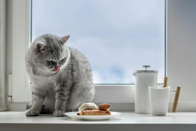 A cat eating wet food from a bowl, with a snow-covered window in the background. The cat appears content and healthy, with a thick winter coat. The focus is on the cat's feeding behavior and the contrast between the warm indoor environment and the cold outdoors