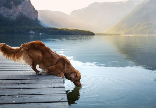 Summer Heat Safety: Preventing Heatstroke in Dogs & Cats