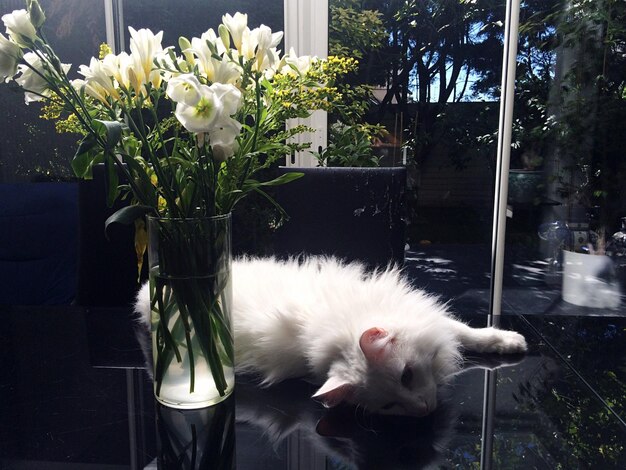 A small, fluffy white cat lying in a shaded area indoors, with a bowl of fresh water nearby. The cat appears relaxed and comfortable.