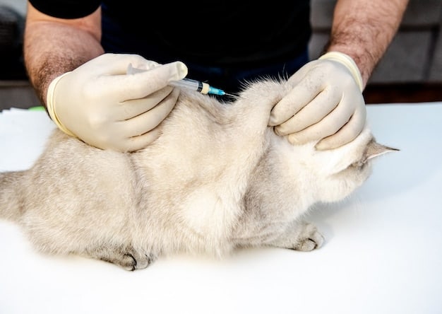 A close-up of a veterinarian's hand petting a cat during a checkup. In the background, the veterinarian's assistant is preparing a vaccine shot.