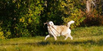 Natural Flea and Tick Remedies: Safe Alternatives for Your Pet - Cover Image