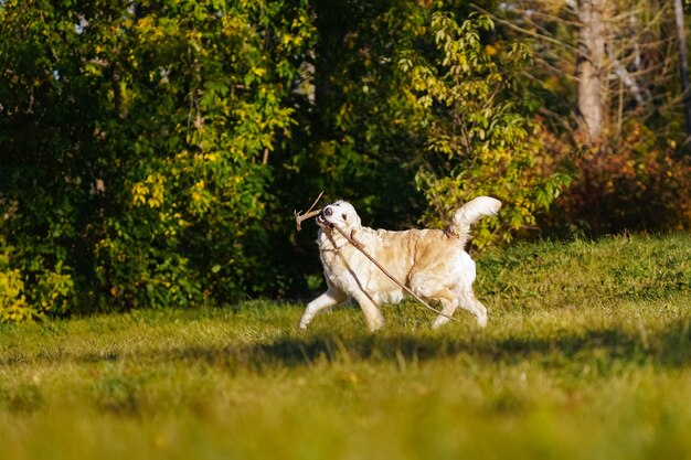 Natural Flea and Tick Remedies: Safe Alternatives for Your Pet