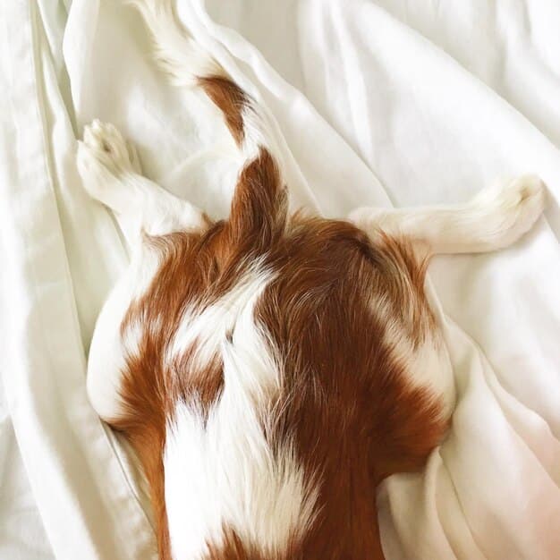 A close-up shot of a brown dog lying on a white bed sheet. The owner is carefully applying a natural flea and tick repellent spray onto the dog's fur. The focus is on the application method, with the owner's hand gently spraying the product while avoiding the dog's eyes and face.