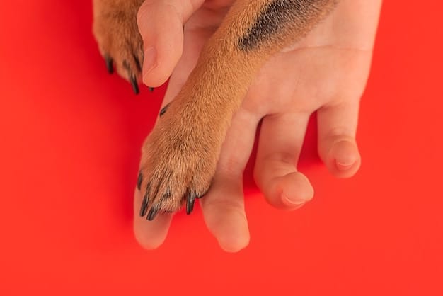 A dog's paw showing overgrown nails, with one nail curling inward, about to poke the paw pad. The background is blurred.
