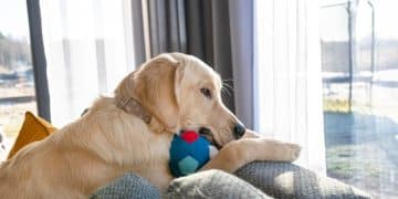 Is Your Pet Bored? 10 Enrichment Activities to Stimulate Their Mind - Cover Image