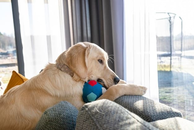 Is Your Pet Bored? 10 Enrichment Activities to Stimulate Their Mind