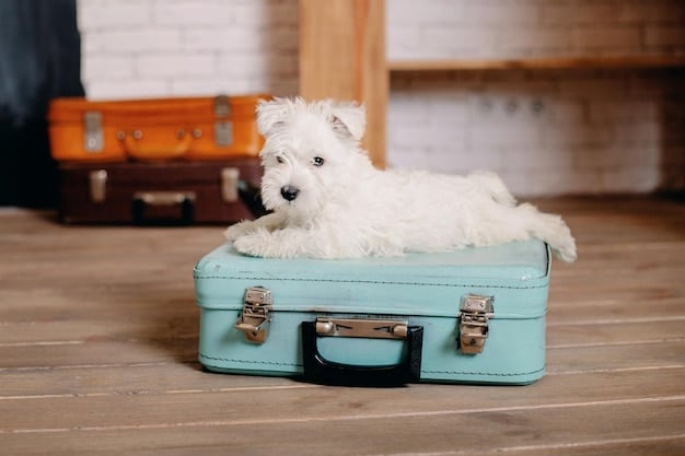 A small, white fluffy dog is sitting comfortably inside a backpack pet carrier. The carrier is made of gray canvas material with mesh windows on the sides and top. The dog is looking directly at the camera with a relaxed expression. The background is a brightly lit living room with a sofa and a plant.