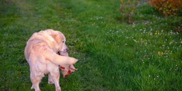 Understanding Pet Allergies: Symptoms, Diagnosis, & Treatment - Cover Image