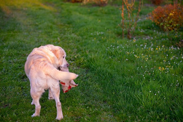 Understanding Pet Allergies: Symptoms, Diagnosis, & Treatment