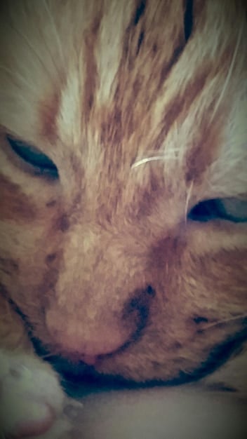 A close-up shot of a cat's skin with visible redness and irritation, indicating an allergic reaction. The fur is sparse in the affected area.