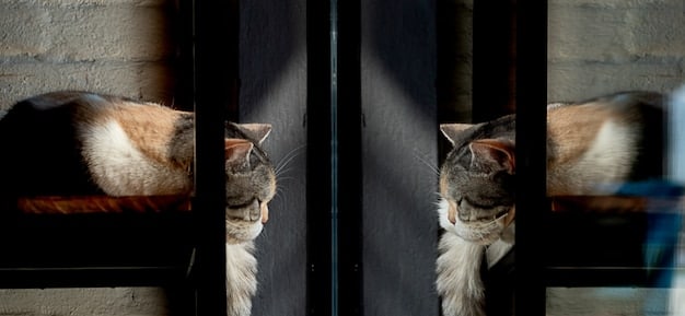 A close-up shot of two cats sniffing each other under a closed door, their noses almost touching, with sunlight streaming into the room and highlighting the dust particles in the air, suggesting a sense of curiosity and guarded interaction.