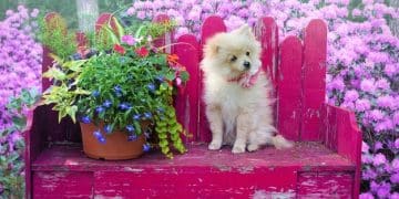 Pet-Proof Your Garden: Keep Your Furry Friends Safe - Cover Image