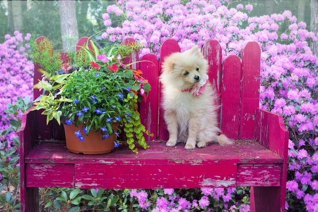 Pet-Proof Your Garden: Keep Your Furry Friends Safe