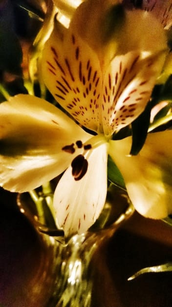 A split-screen image showing, on one side, a close-up of lilies prominently displayed in a garden and, on the other side, an alert cat with a warning symbol superimposed.