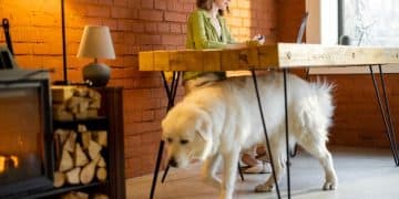 How to Stop Dog Barking in Under 7 Days: 2025 Expert Guide - Cover Image