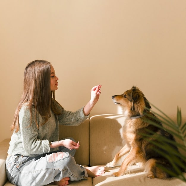 A small dog receives calm praise and a treat from its owner during a quiet training session in a cozy living room setting.