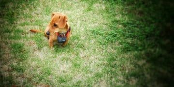 Potty Training Your Puppy in 5 Days: US Insider Secrets - Cover Image