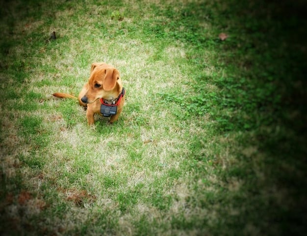 Potty Training Your Puppy in 5 Days: US Insider Secrets