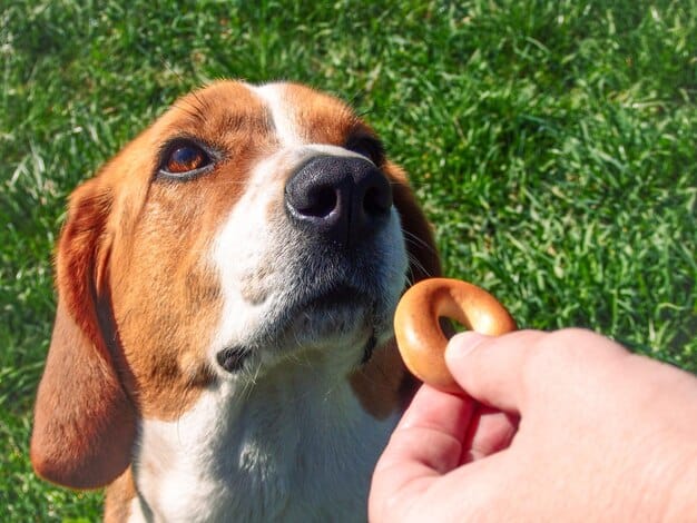 Close-up shot of a person's hand giving a small treat to a beagle puppy who is standing on grass. The puppy is looking up at the person with anticipation, and the background is slightly blurred to focus on the interaction between the person and the puppy. The treat is visible and appears to be a small, crunchy dog biscuit.
