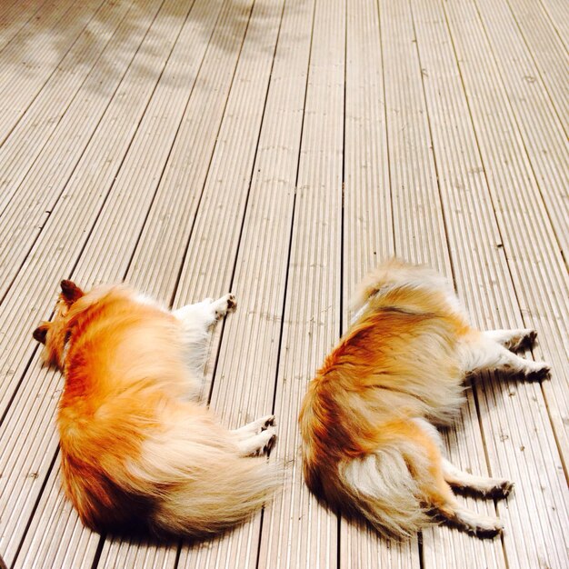 A split image showing two dogs: one with a relaxed, mid-height wagging tail, and another with a tail tucked low between its legs. The contrast highlights the difference between a happy and a fearful dog.