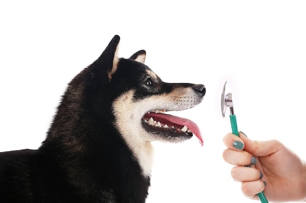 A close-up shot of a veterinarian examining a dog's teeth. The dog is calmly sitting and allowing the examination, suggesting a trusting relationship. The veterinarian is wearing gloves and using specialized tools.