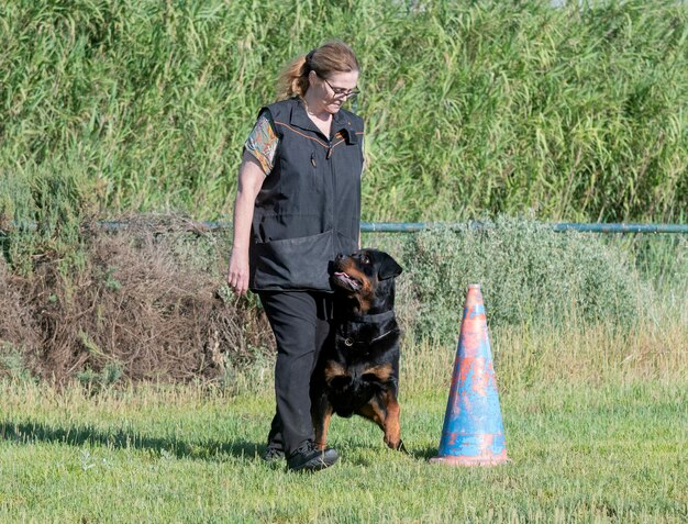 A dog trainer working with a German Shepherd dog in a training facility. The trainer is holding a treat and giving a verbal cue, while the dog is attentively following the instruction. Other dogs and trainers are seen in the background.