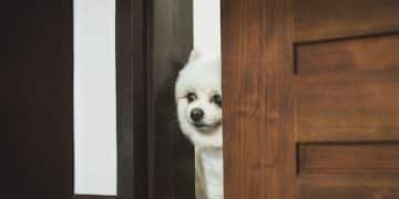 Separation Anxiety Solutions: Train Your Dog in 3 Weeks - Cover Image