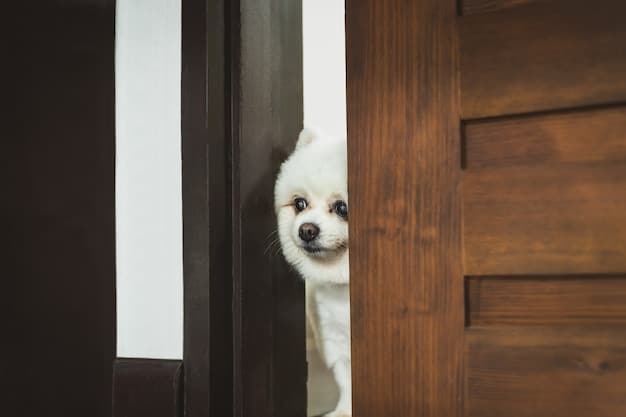 Separation Anxiety Solutions: Train Your Dog in 3 Weeks