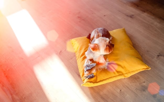 A calm and peaceful dog lying comfortably in a crate with a soft blanket and toys, with natural light coming through a nearby window.