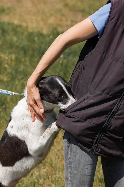 A close-up shot of a dog wearing a comfortable harness and leash, with the owner holding treats and maintaining a calm demeanor during a training session in a controlled environment.