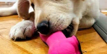 Solve Chewing Problems: 4 Training Techniques to Stop Destructive Behavior - Cover Image
