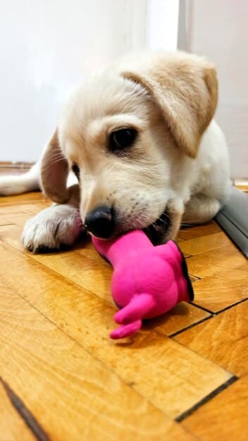 Solve Chewing Problems: 4 Training Techniques to Stop Destructive Behavior