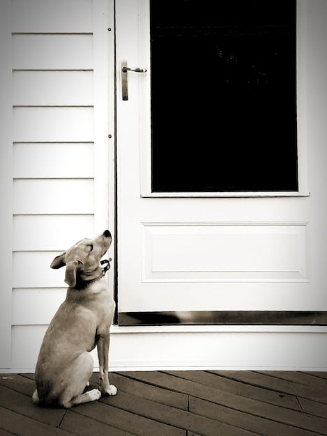 A medium-sized mixed-breed dog is looking anxiously at a closed door, with noticeable signs of scratching and chewing around the doorframe. The scene implies separation anxiety and destructive behavior when left alone.