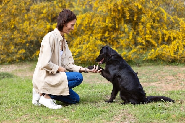 A border collie sitting attentively while its owner holds a treat in their hand. The dog is focused on the treat, and the owner is smiling encouragingly. They are in a park setting with other dogs visible in the background.
